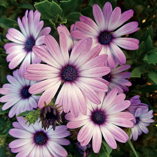 Osteospermum caulescens